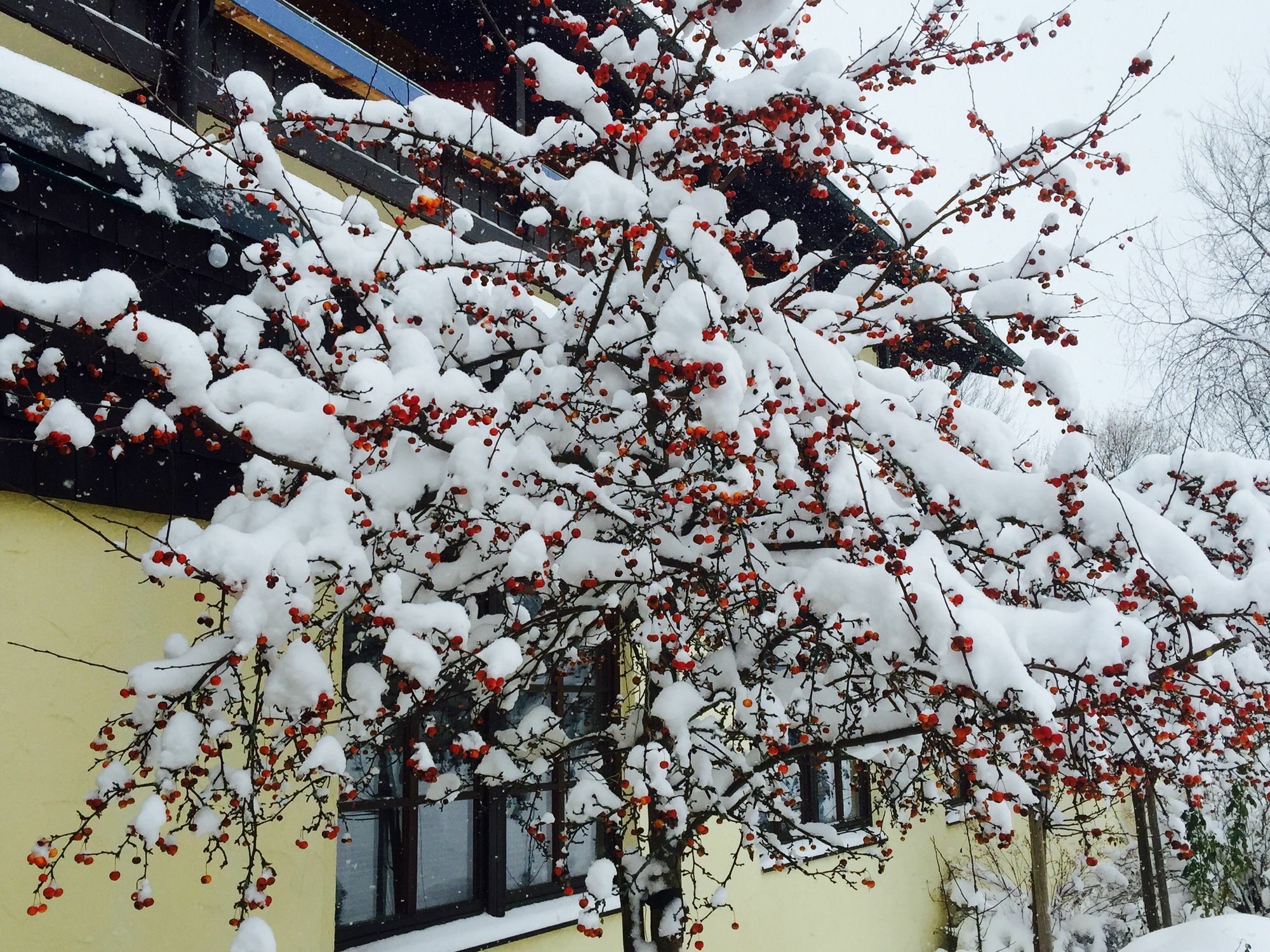 Das Wiesgauer - Alpenhotel Inzell Buitenkant foto